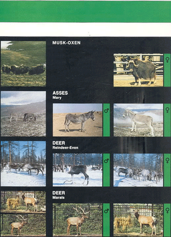 Animal genetic resources of the USSR