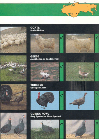 Animal genetic resources of the USSR