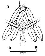 Fig. 1B