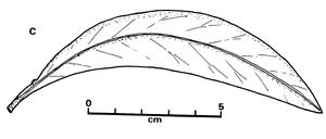 Fig. 1C