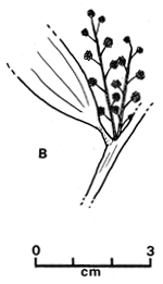 Fig. 2B
