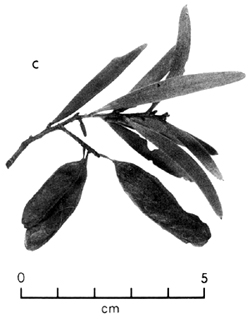 Fig. 7C
