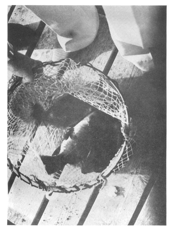 Fig.2b