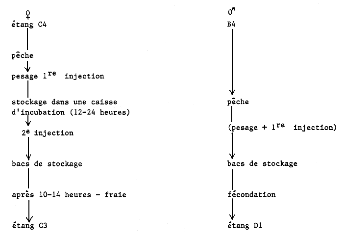 Schema No4