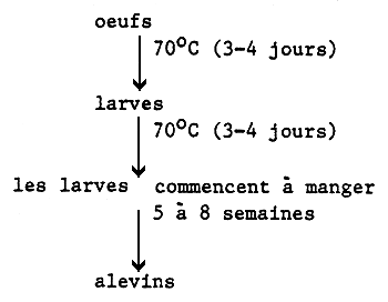 Schema 5