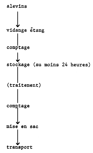 Schema 5