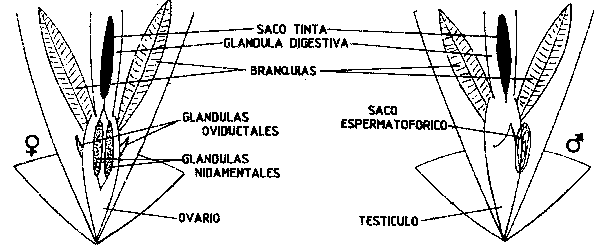 Fig. 18