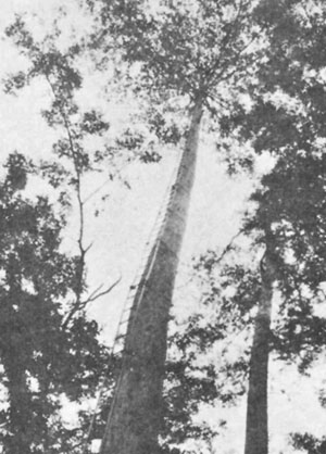 (Photo: C. Cossalter)