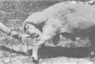 Small ruminants in the Near East