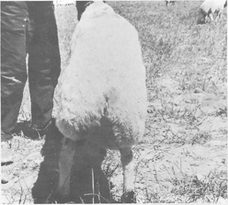 Small ruminants in the Near East