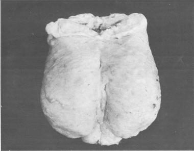 Small ruminants in the Near East