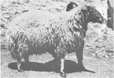 Small ruminants in the Near East