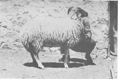 Small ruminants in the Near East