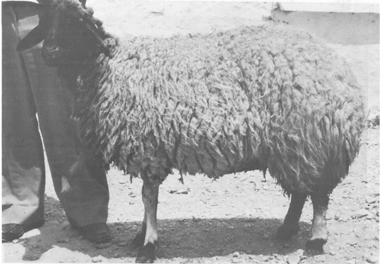 Small ruminants in the Near East