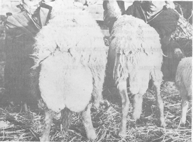 Small ruminants in the Near East