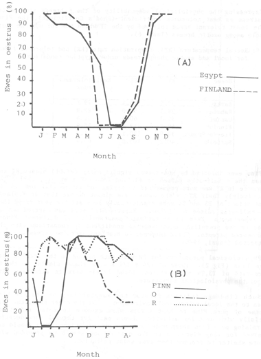 Small ruminants in the Near East