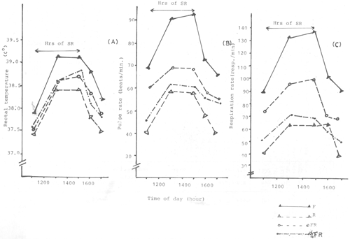 Small ruminants in the Near East