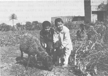 Small ruminants in the Near East