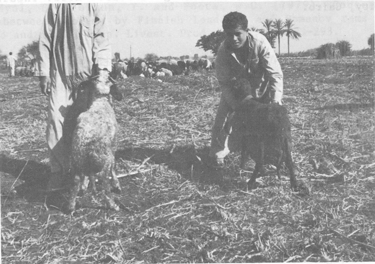 Small ruminants in the Near East