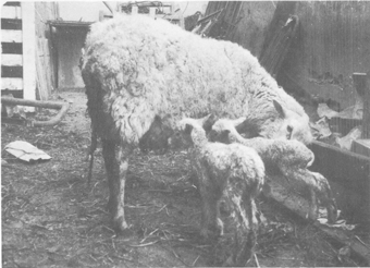 Small ruminants in the Near East