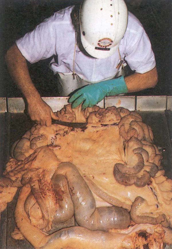 Manual on meat inspection for developing countries