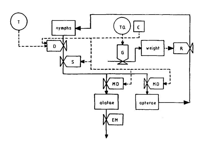 Exotic aphid pest of conifers