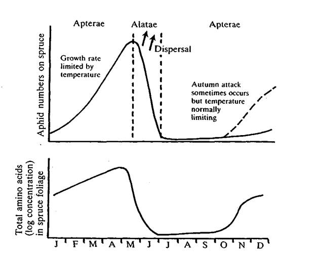 Exotic aphid pest of conifers