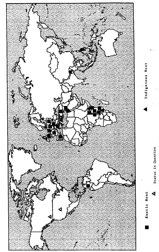 Exotic aphid pest of conifers