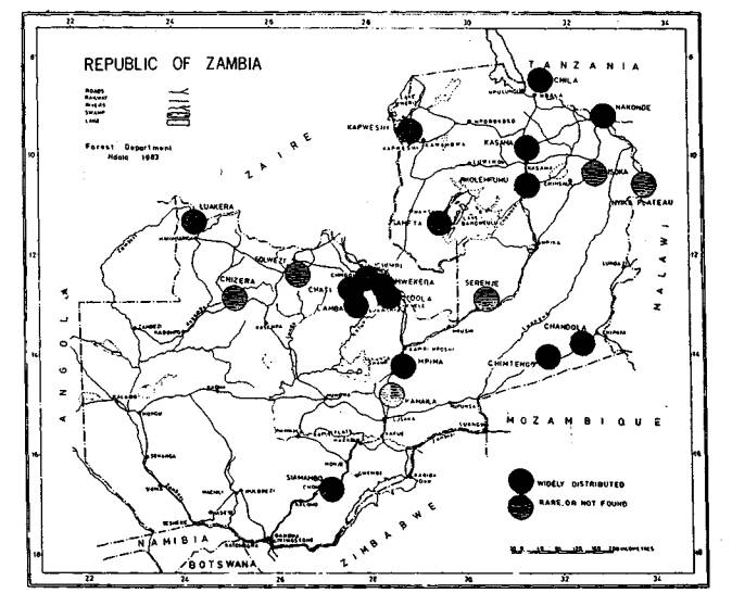 Exotic aphid pest of conifers