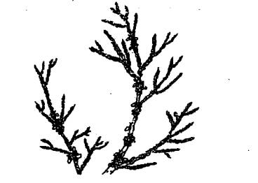 Exotic aphid pest of conifers