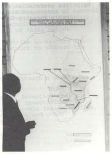 Exotic aphid pest of conifers