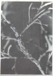 Exotic aphid pest of conifers