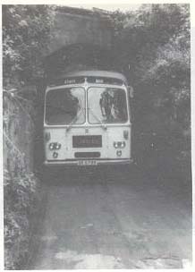 Exotic aphid pest of conifers