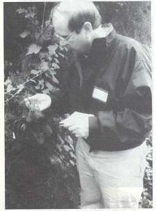 Exotic aphid pest of conifers