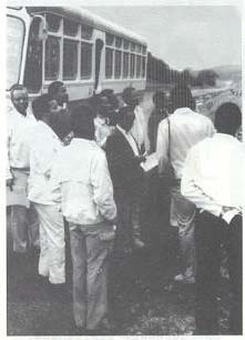 Exotic aphid pest of conifers