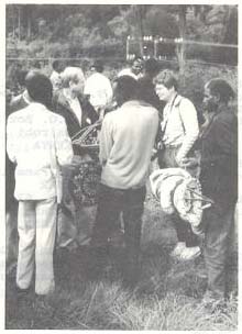 Exotic aphid pest of conifers