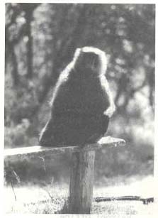 Exotic aphid pest of conifers