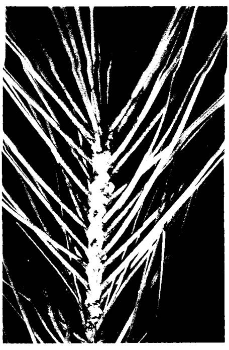 Leucaena Psyllid: a threat to agroforestry in Africa