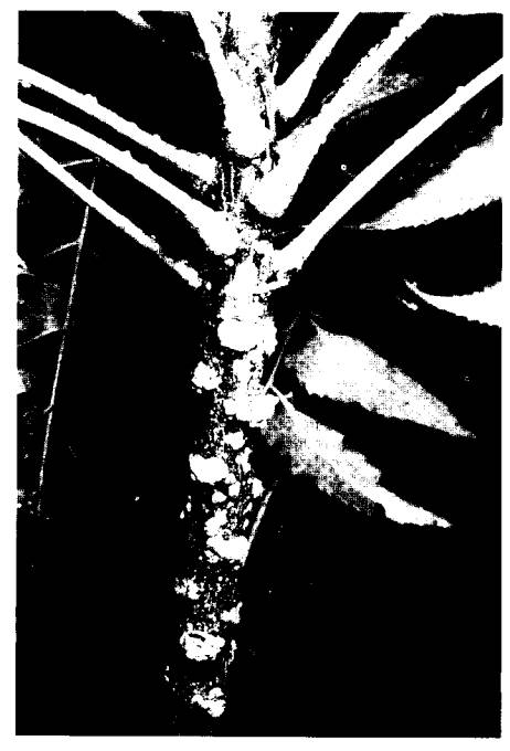 Leucaena Psyllid: a threat to agroforestry in Africa