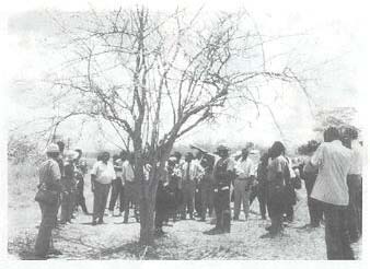 Leucaena Psyllid: a threat to agroforestry in Africa