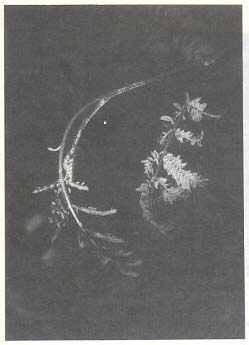 Leucaena Psyllid: a threat to agroforestry in Africa