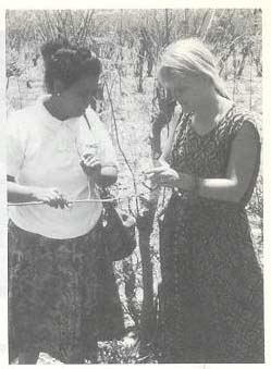 Leucaena Psyllid: a threat to agroforestry in Africa