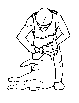 Figure 4.1 Merino shearing pattern