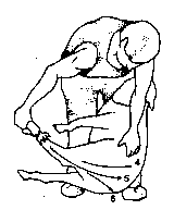 Figure 4.1 Merino shearing pattern