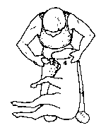 Figure 4.1 Merino shearing pattern
