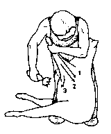 Figure 4.1 Merino shearing pattern