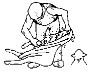 Figure 4.1 Merino shearing pattern
