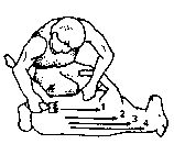 Figure 4.1 Merino shearing pattern
