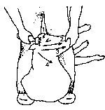 Figure 4.1 Merino shearing pattern
