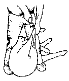 Figure 4.1 Merino shearing pattern